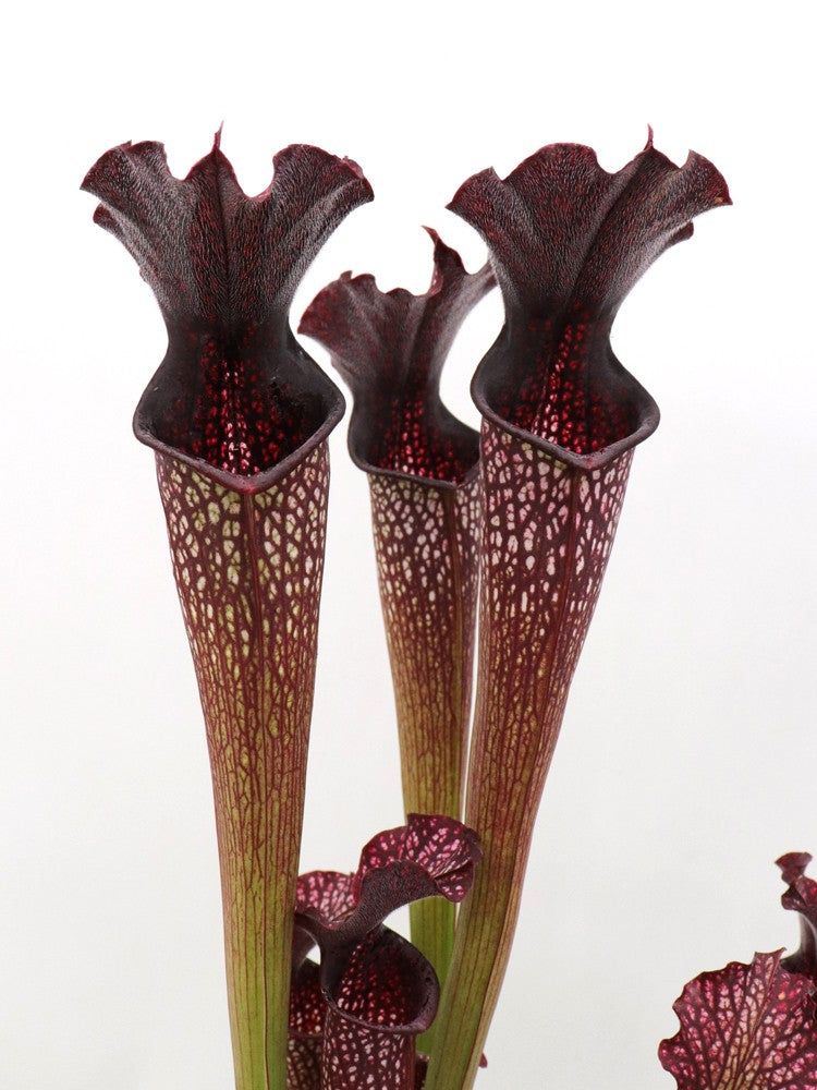 H4 GC  Sarracenia "Black pearl"