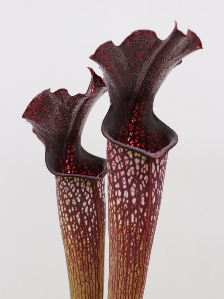 H4 GC  Sarracenia "Black pearl"