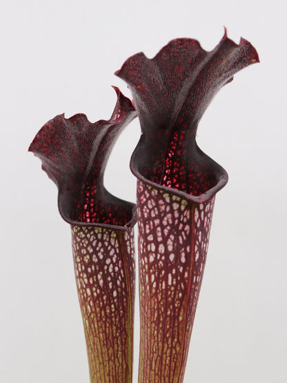 H4 GC  Sarracenia "Black pearl"