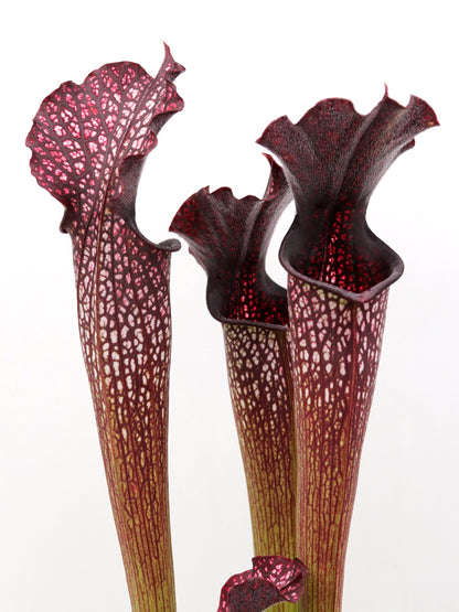 H4 GC  Sarracenia "Black pearl"