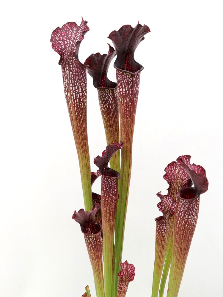 H4 GC  Sarracenia "Black pearl"