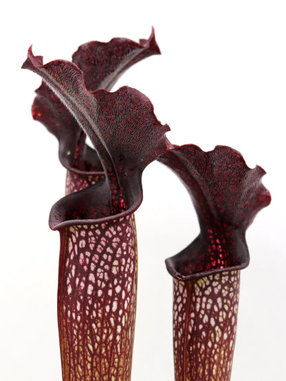 H4 GC  Sarracenia "Black pearl"