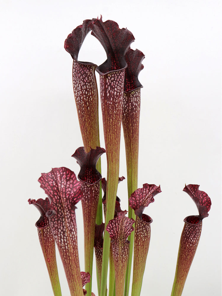 H4 GC  Sarracenia "Black pearl"