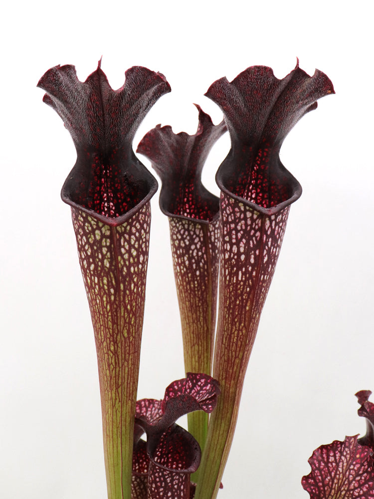 H4 GC  Sarracenia "Black pearl"