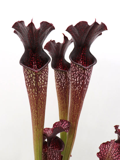 H4 GC  Sarracenia "Black pearl"