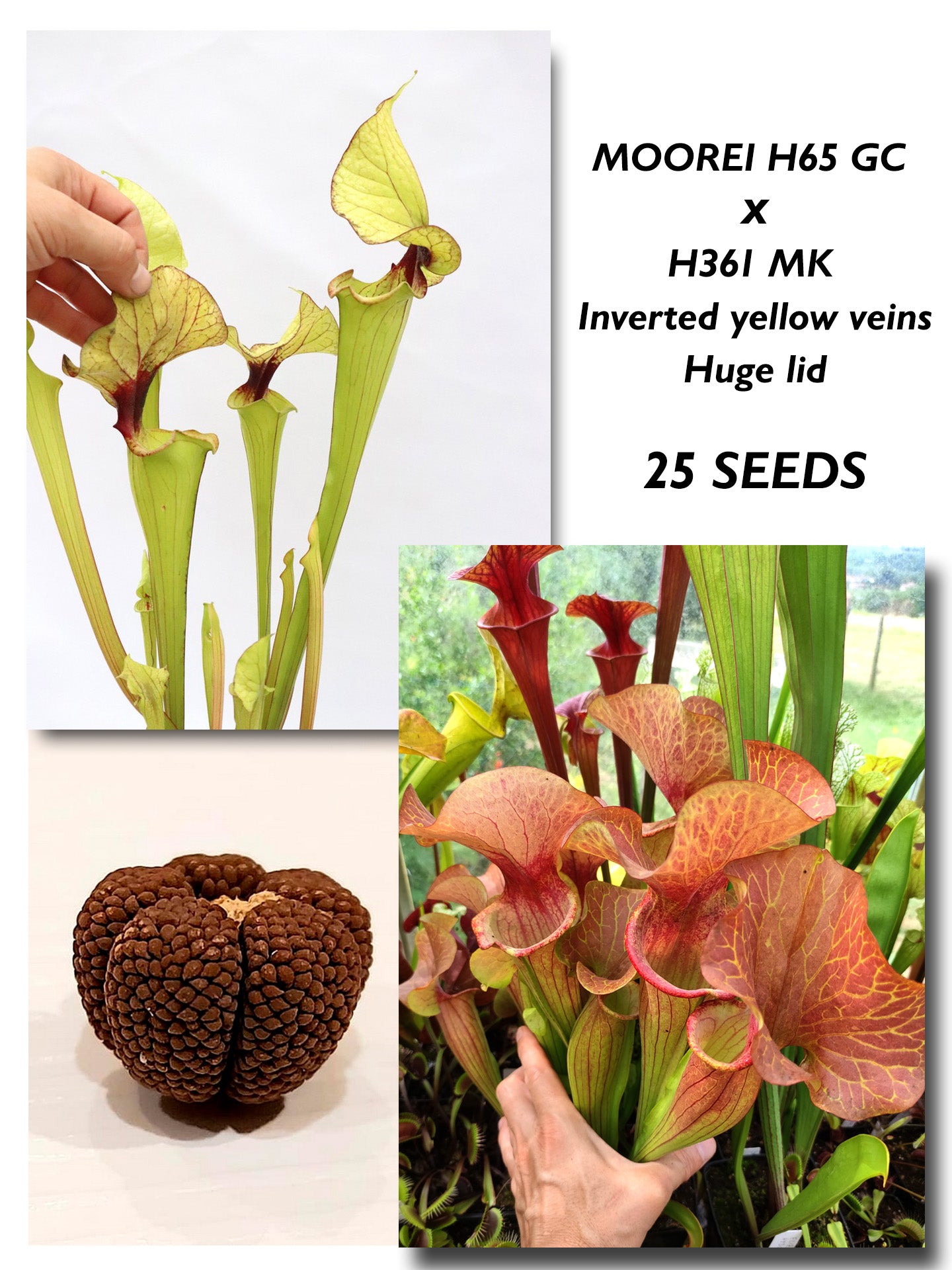 SARRACENIA H65 GC X  Catesbaei "Inverted yellow veins, Huge lid" H361 MK