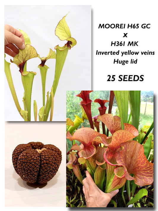 SARRACENIA H65 GC X  Catesbaei "Inverted yellow veins, Huge lid" H361 MK