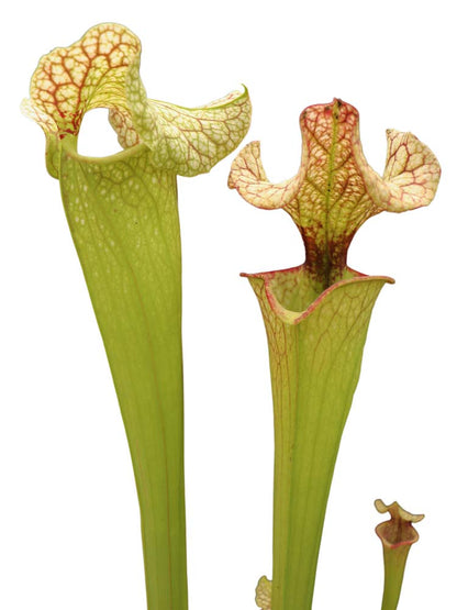 H68 GC Sarracenia "Pink Elvis"