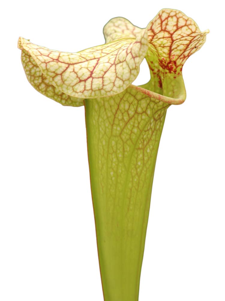 H68 GC Sarracenia "Pink Elvis"