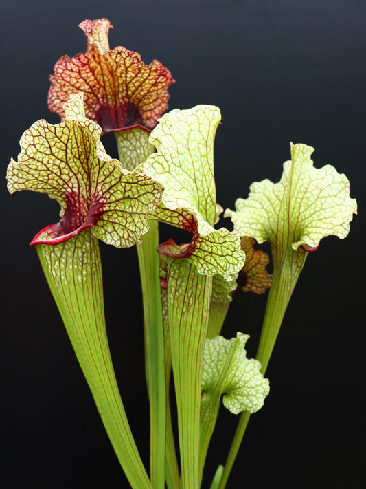 H79 GC  Sarracenia "Cheope"