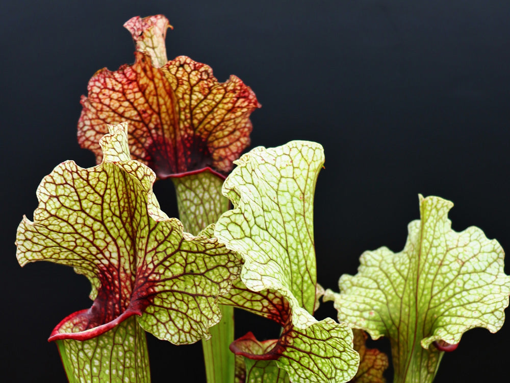 H79 GC  Sarracenia "Cheope"
