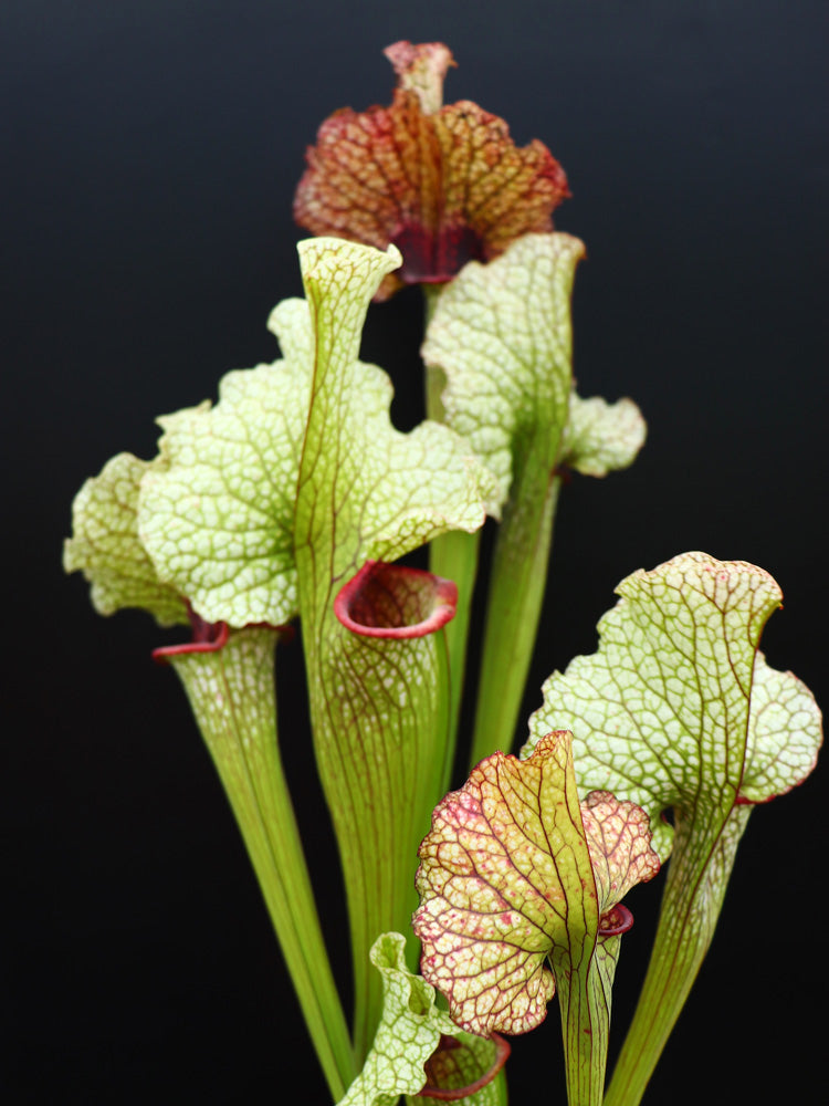 H79 GC  Sarracenia "Cheope"