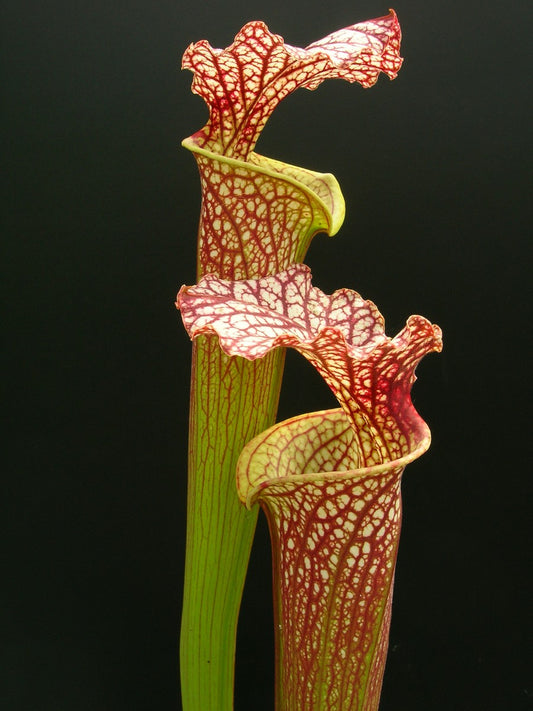 Sarracenia x moorei "Very Large"  H92 MK