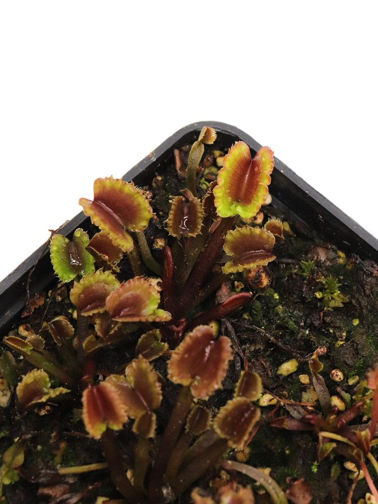 Dionaea muscipula "Hanny WTW"
