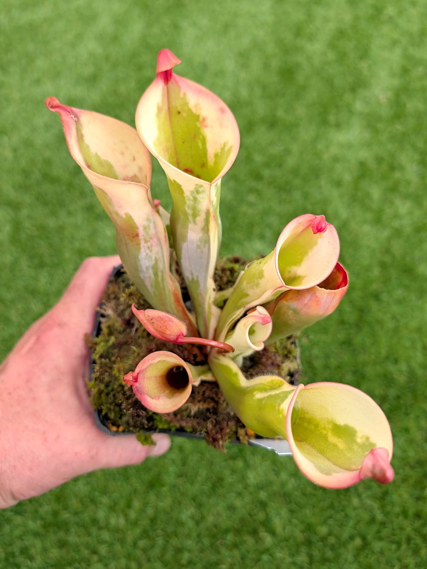 ASTA 1 : Heliamphora 'Flamingo' Flowering Large Size