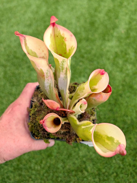 ASTA 1 : Heliamphora 'Flamingo' Flowering Large Size