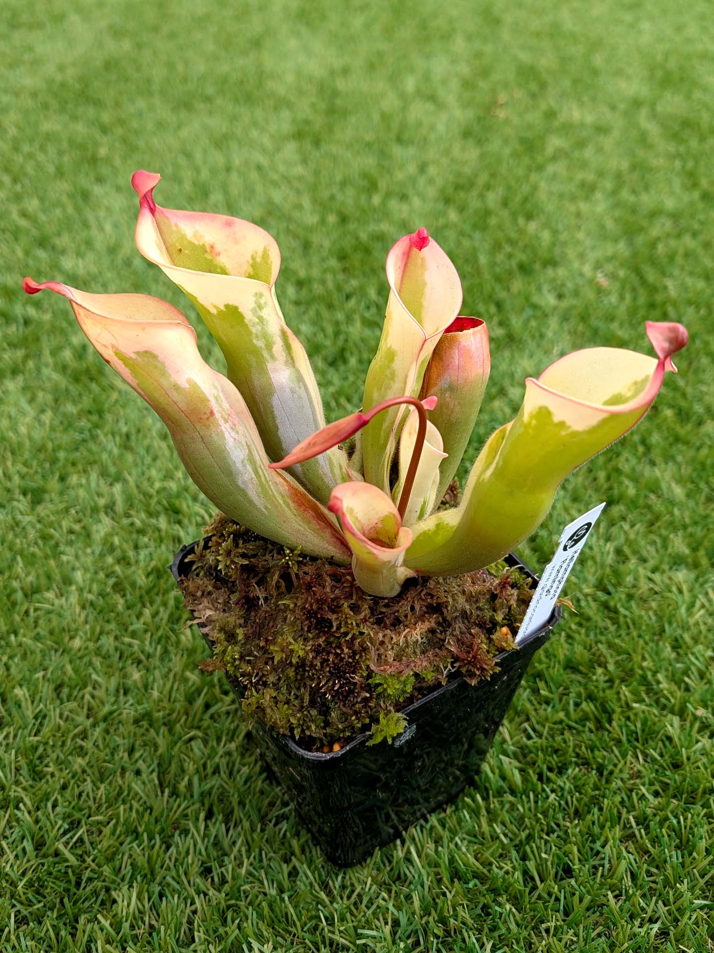 ASTA 1 : Heliamphora 'Flamingo' Flowering Large Size