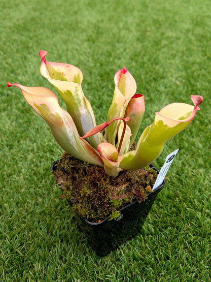 ASTA 1 : Heliamphora 'Flamingo' Flowering Large Size