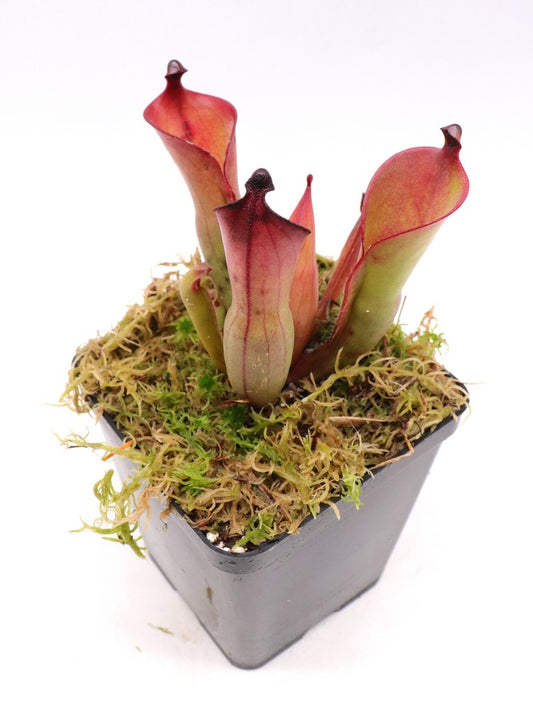 Heliamphora huberi   Amuri Tepui, Venezuela