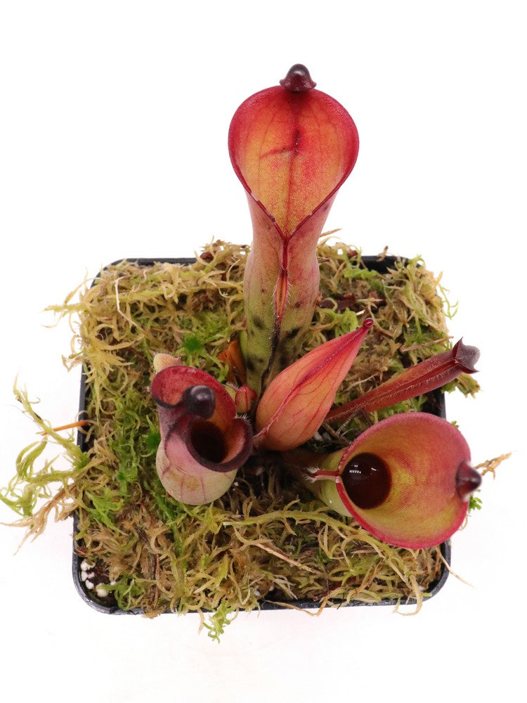 Heliamphora huberi   Amuri Tepui, Venezuela