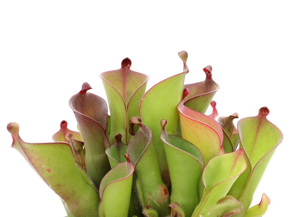 Heliamphora huberi   Amuri Tepui, Venezuela