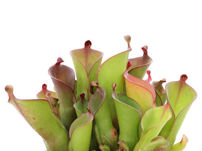Heliamphora huberi   Amuri Tepui, Venezuela