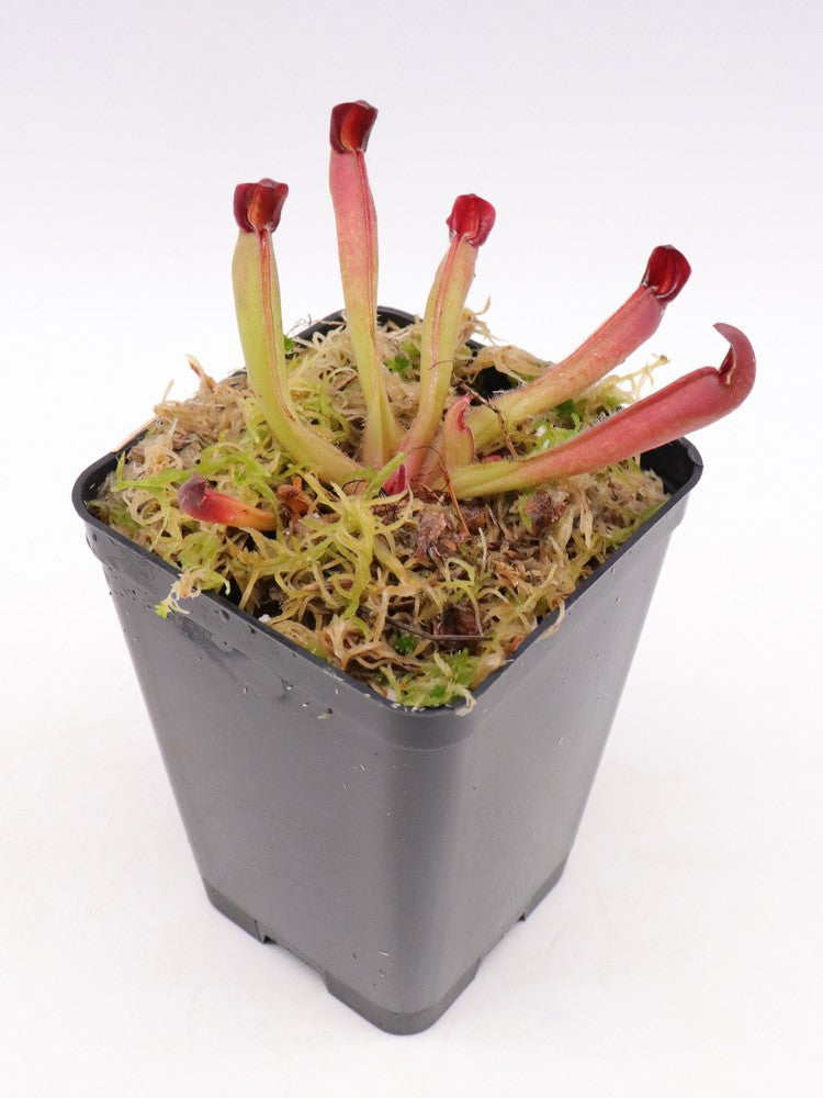 Heliamphora huberi   Amuri Tepui, Venezuela