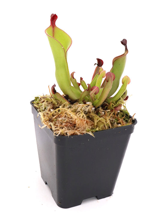 Heliamphora "Mickey"