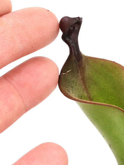 Heliamphora "Mickey"
