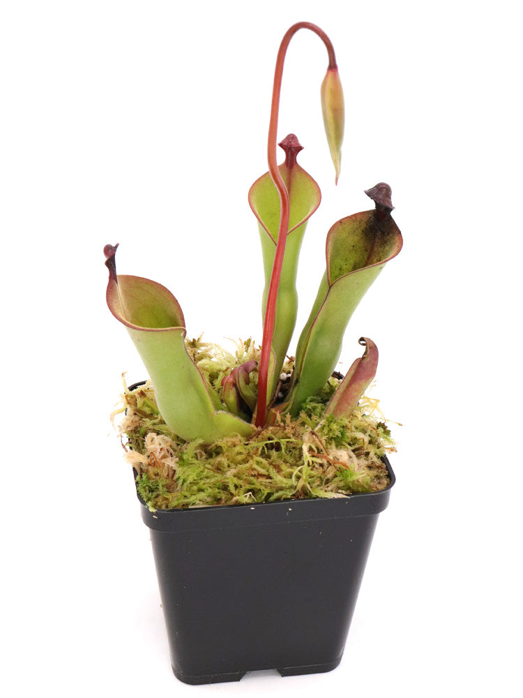 Heliamphora "Mickey"