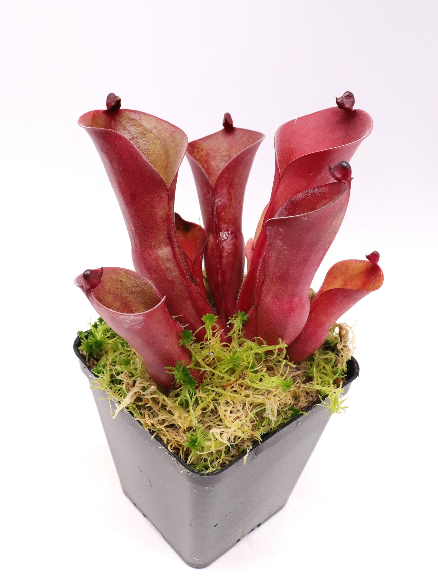 Heliamphora 'Electrum'
