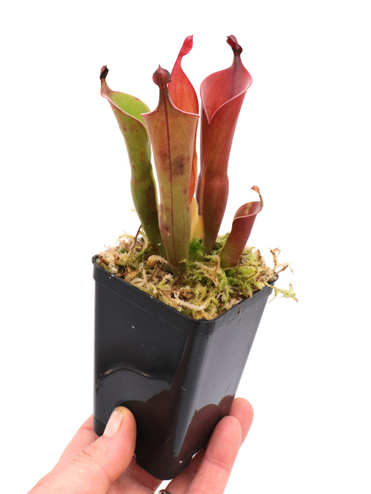 Heliamphora neblinae  Cerro Neblina, Venezuela