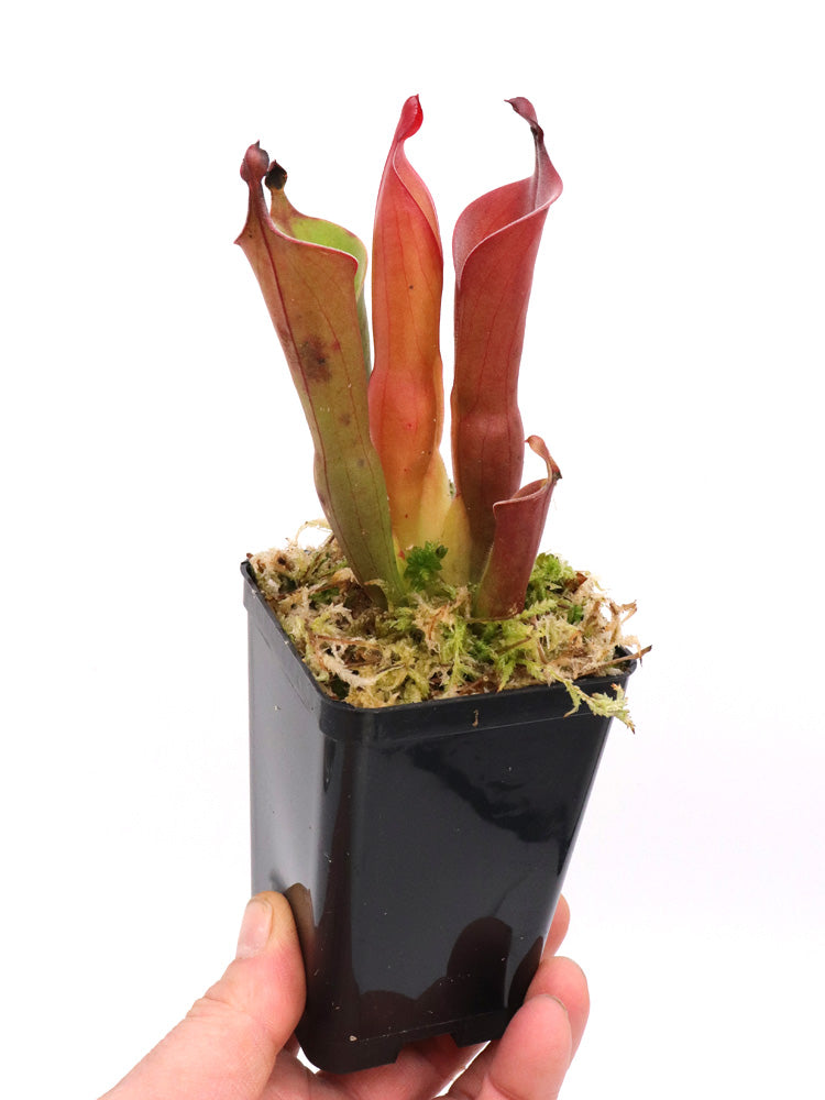 Heliamphora neblinae  Cerro Neblina, Venezuela