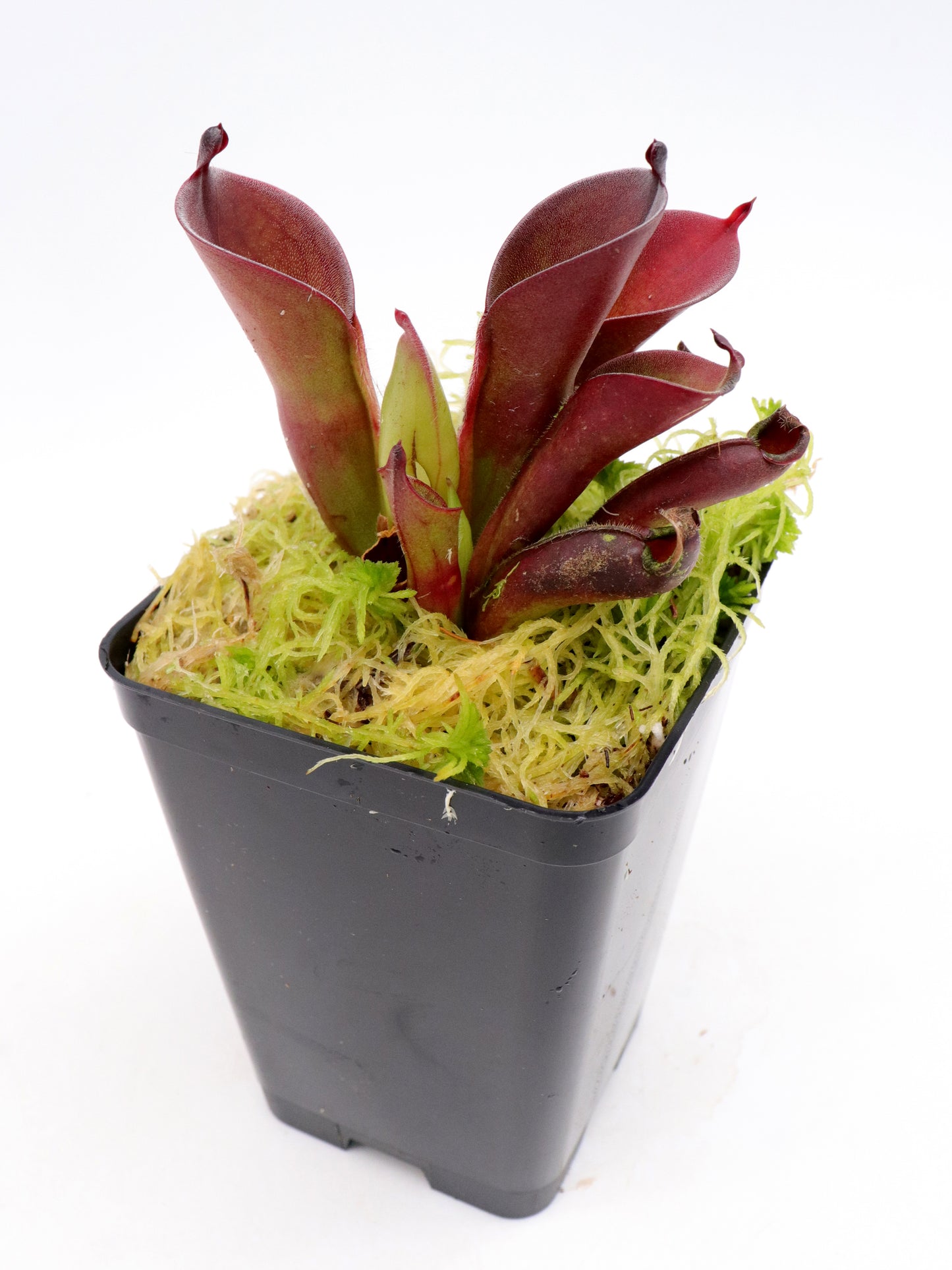 Heliamphora pulchella  Apacapa Tepui