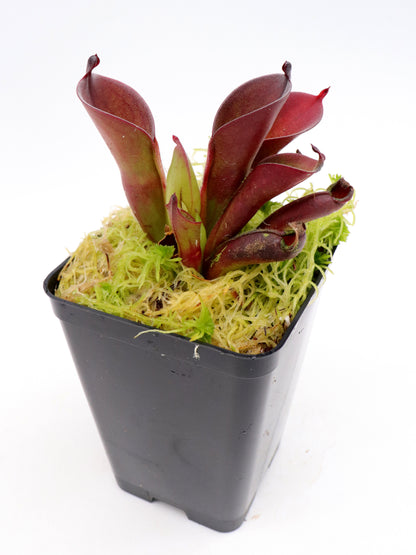 Heliamphora pulchella  Apacapa Tepui