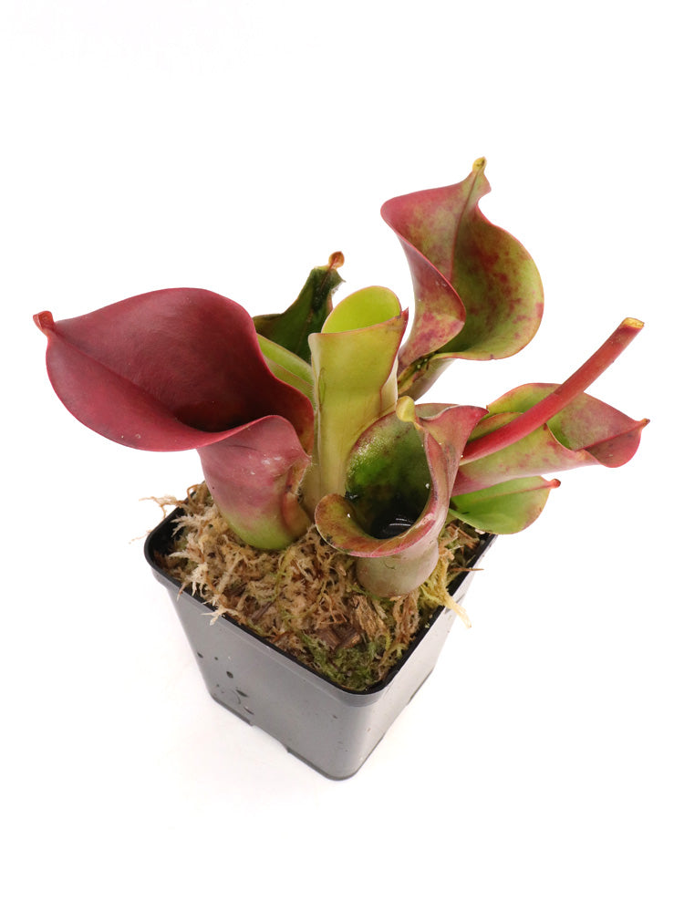 Heliamphora minor  Selection 4