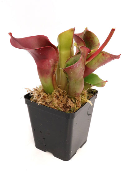 Heliamphora minor  Selection 4