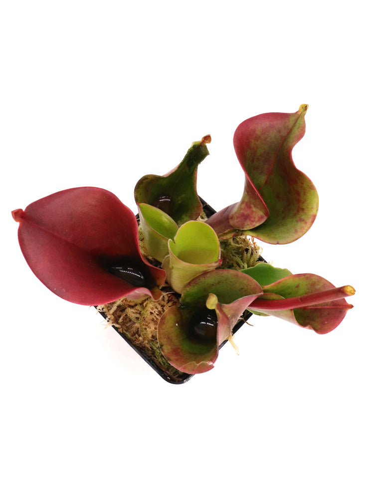 Heliamphora minor  Selection 4