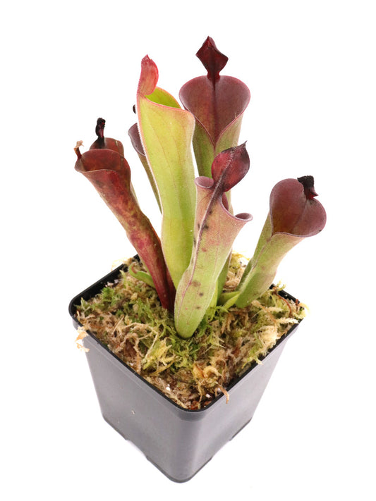 Heliamphora parva  "Red"   clone 13/3 AW