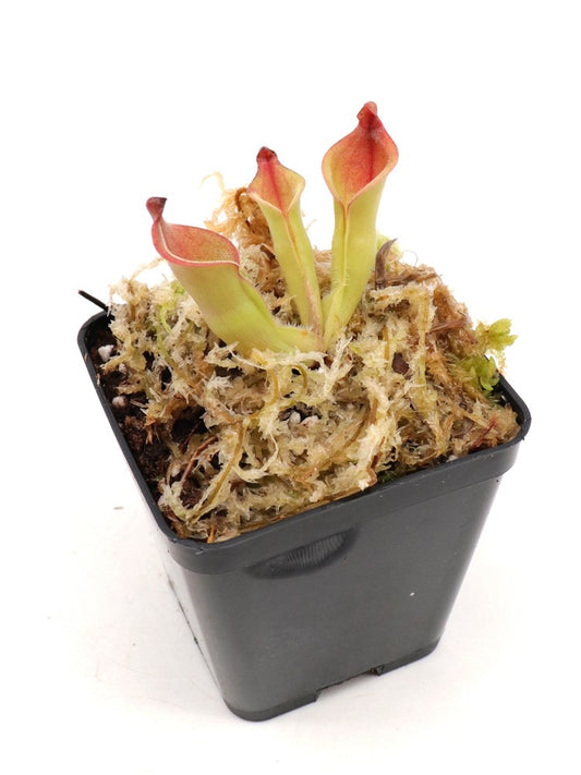 Heliamphora heterodoxa Lowland form near Kavanayen, Gran Sabana