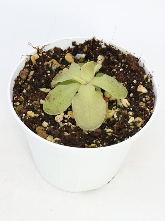 Pinguicula hemiepiphytica Oaxaca, Mexiko