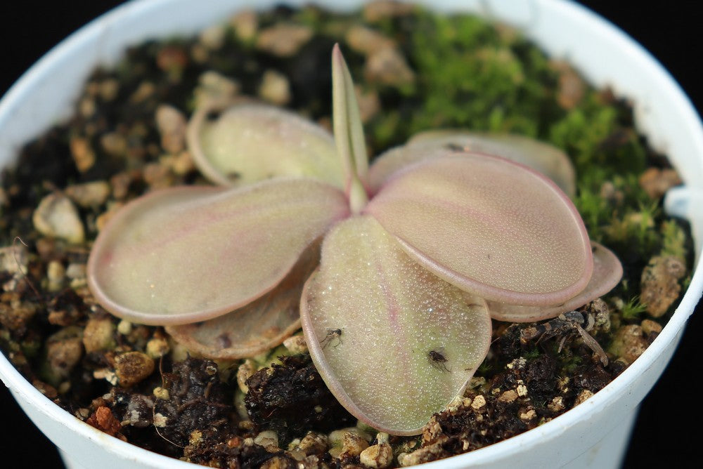 Pinguicula hemiepiphytica Oaxaca, Mexiko