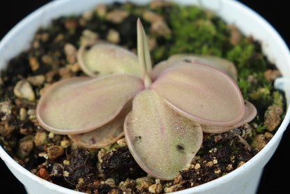 Pinguicula hemiepiphytica Oaxaca, Mexiko