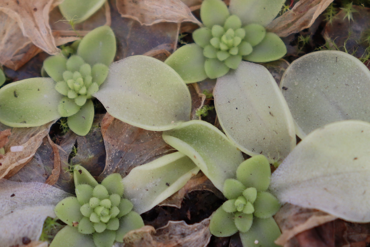 Pinguicula hemiepiphytica Oaxaca, Mexiko
