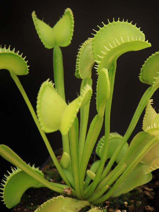 Dionaea muscipula Heterophylla Short Teeth  Svarc