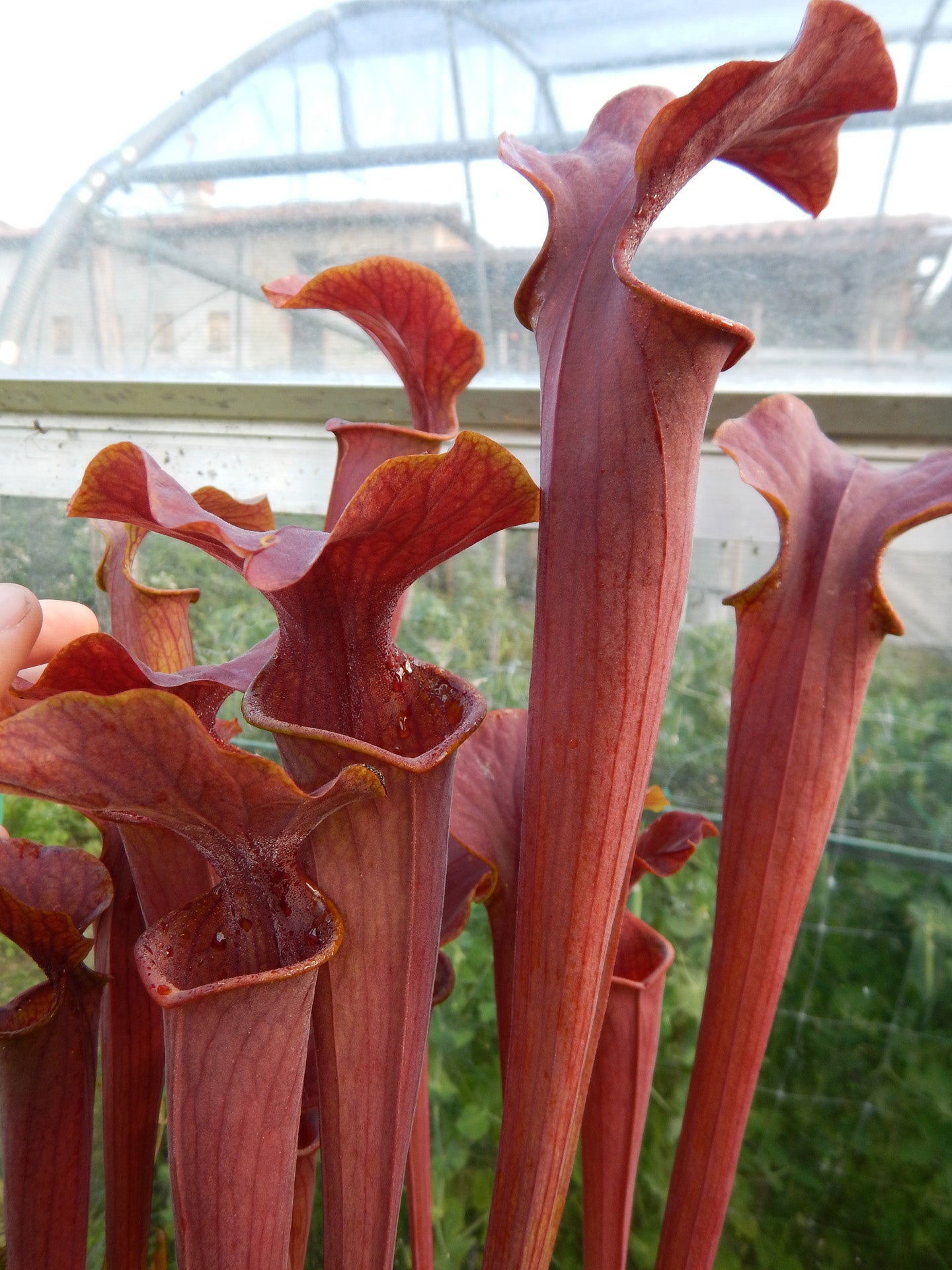 Sarracenia flava x alata „Orange Pitchers“ HF03 Altair