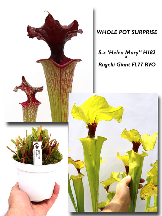 S.x „Helen Mary“ H182 MK x Rugelii „Giant“ FL77 RVO GC SEEDGROWN