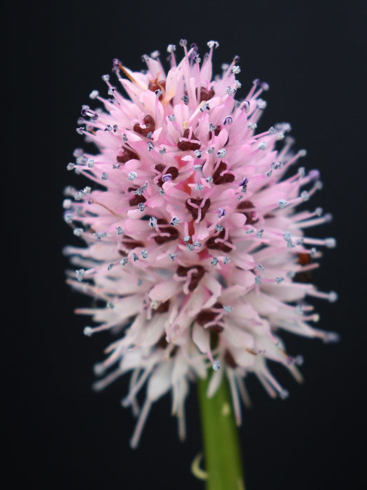 Helonias bullata