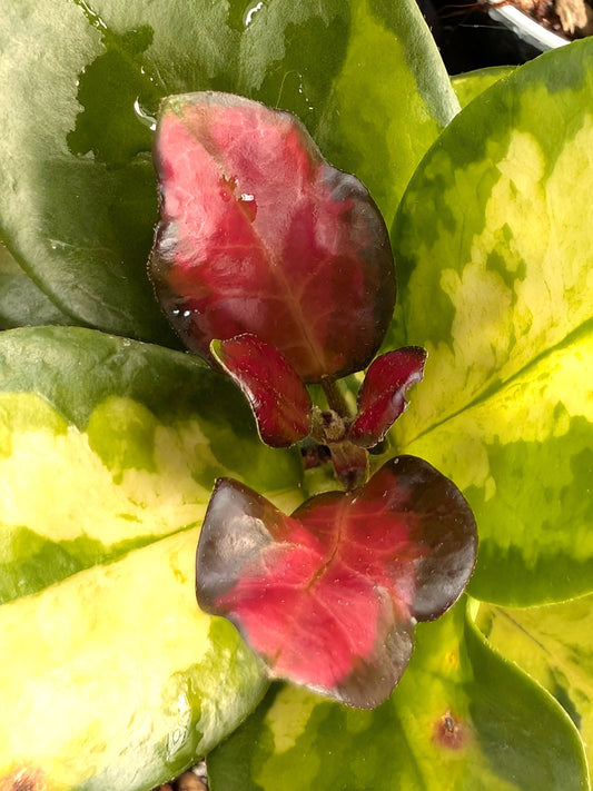 Hoya carnosa "Tricolor" Flamingo Dream