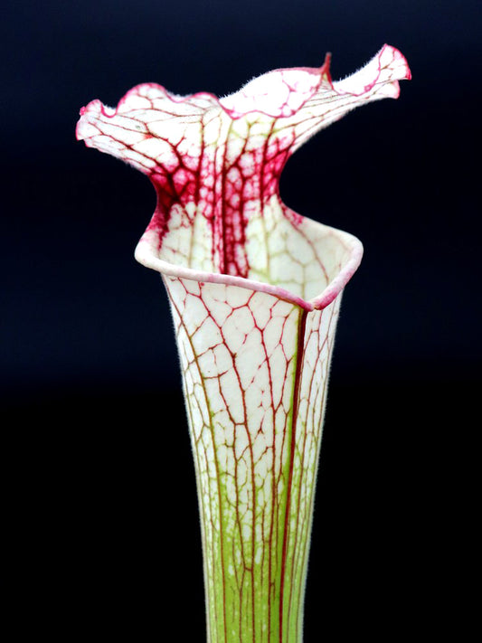 Sarracenia 'Iamsatyricon'